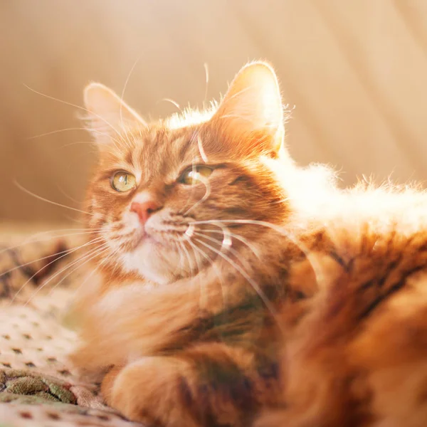 Cute Red Cat relaxante em raios de sol em casa — Fotografia de Stock
