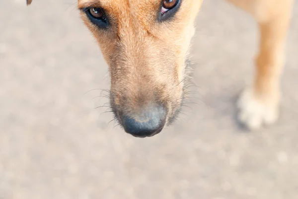 Tête de chien dehors — Photo