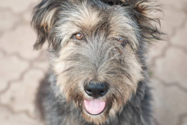 Dog headshot outside — Stock Photo, Image