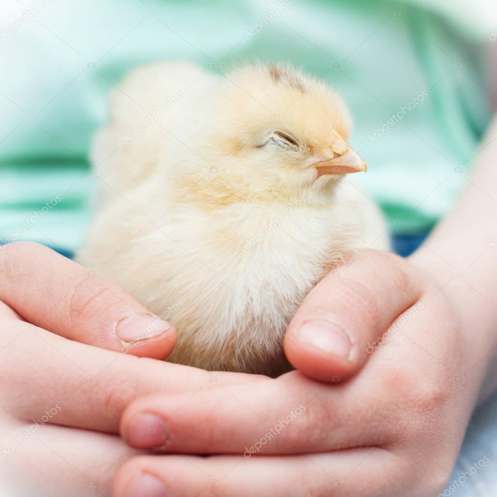 Little Chick Sleeping in Child's Hands