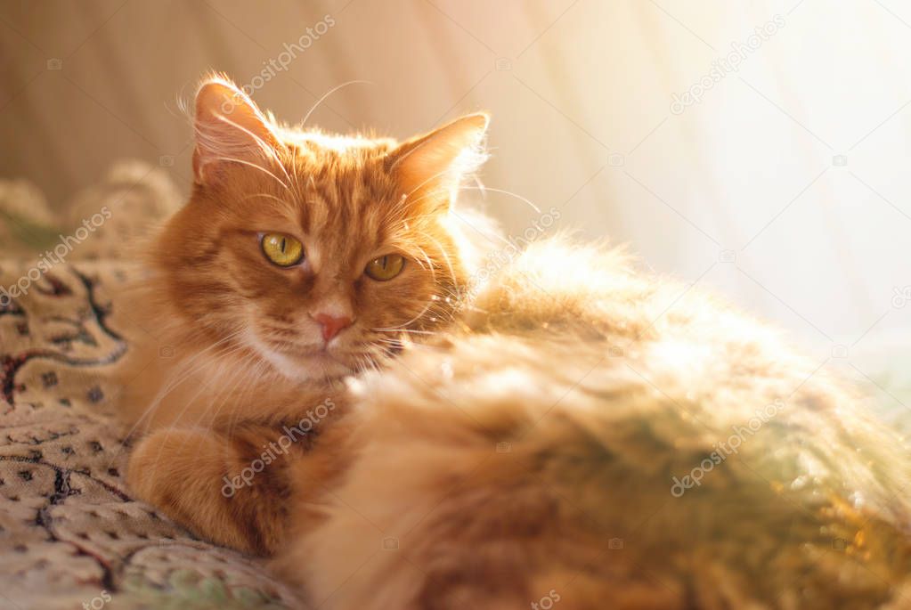 Cute Red Cat relaxing in sun rays at home