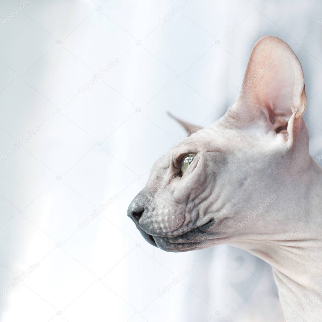 Cat Indoor - Portrait of Sphynx