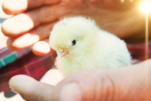 Weinig Chick in iemands handen — Stockfoto