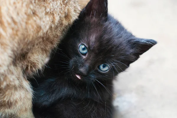 Liegen Kitten - schattige gestreepte kat, genieten van het buitenleven — Stockfoto