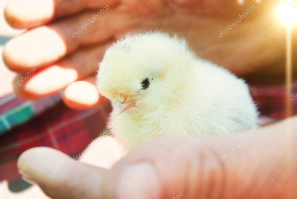 Little Chick in Man's Hands