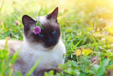 Mavi gözlü güzel Siyam Purebred kedi