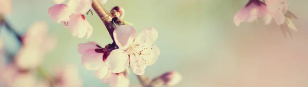Banner med naturen blommor bakgrund - header webbmall — Stockfoto