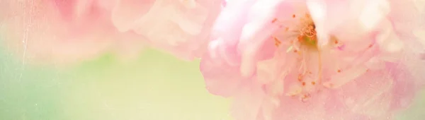 Banner con fondo de flores de la naturaleza - plantilla de encabezado web —  Fotos de Stock