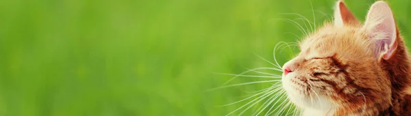 Banner mit Katze - Web Header Vorlage — Stockfoto