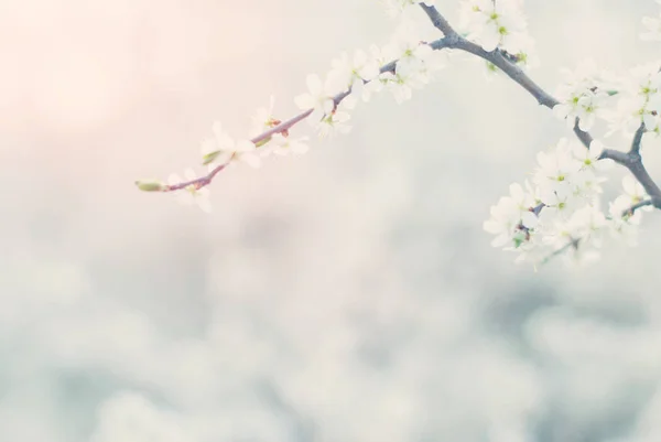 Våren Tree Blossom bakgrund - natur bakgrund — Stockfoto