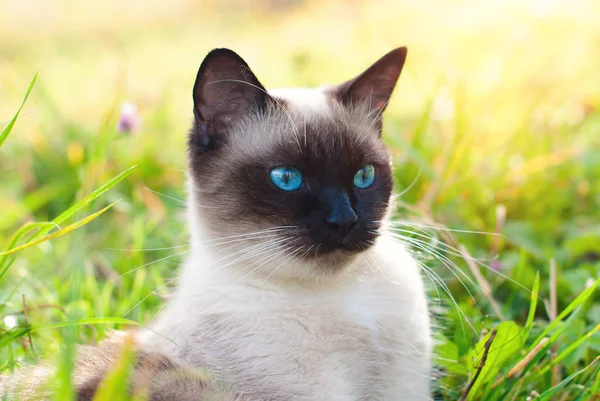 Hermoso siamés pura raza gato con azul ojos —  Fotos de Stock