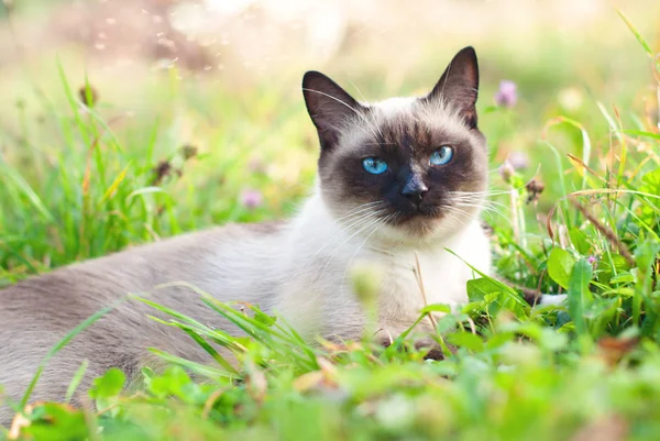 Mavi gözlü güzel Siyam Purebred kedi