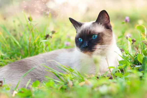 Hermoso siamés pura raza gato con azul ojos —  Fotos de Stock