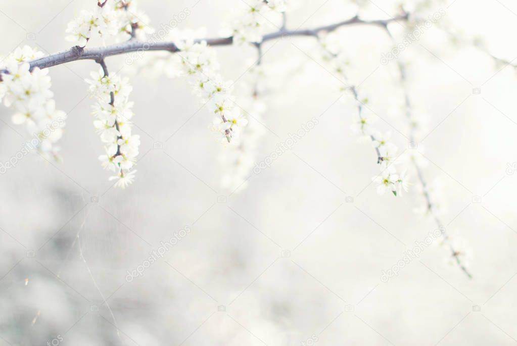 Spring Tree Blossom Background - Nature Background