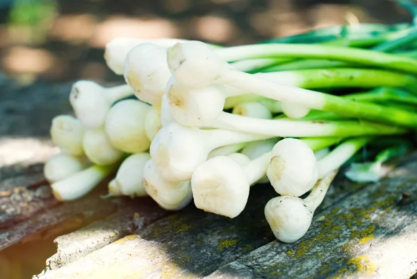 Fresh organic food greens - green garlic and onion.