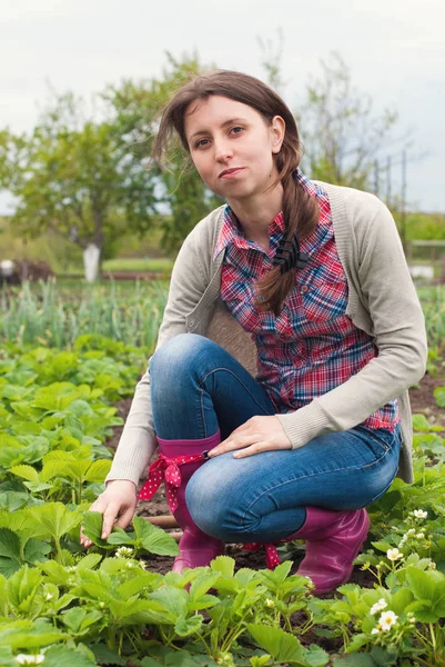 Jardineiro plantando verduras no quintal — Fotografia de Stock