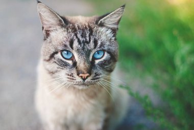 Güzel mavi gözlü kedi