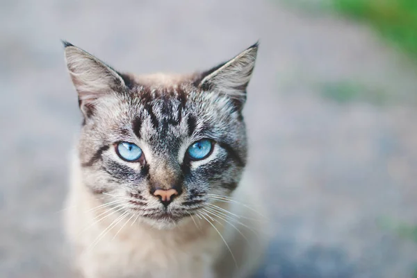 Hermoso gato con ojos azules —  Fotos de Stock