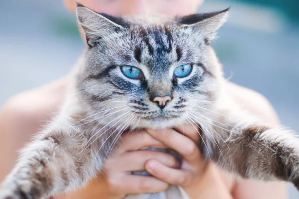 Hermoso gato con ojos azules —  Fotos de Stock