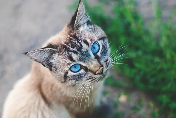 Hermoso gato con ojos azules —  Fotos de Stock