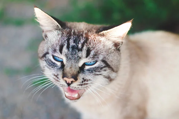 Hermoso gato con ojos azules —  Fotos de Stock