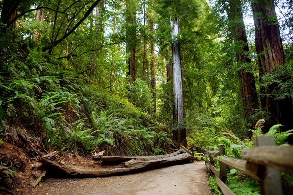 Muir forest near San Francisco — Stock Photo, Image