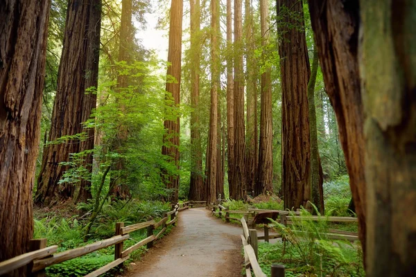 Floresta de Muir perto de São Francisco — Fotografia de Stock