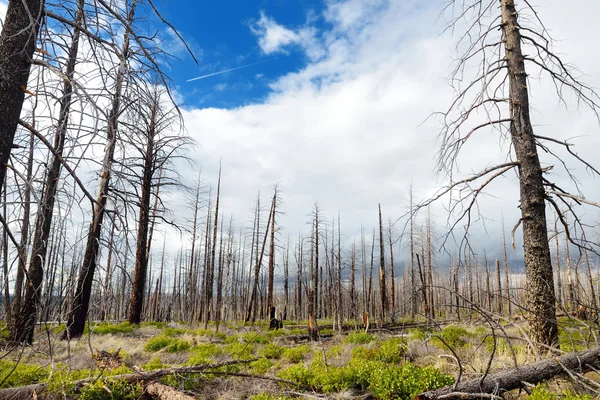 Ürkütücü ölü ağaç orman — Stok fotoğraf