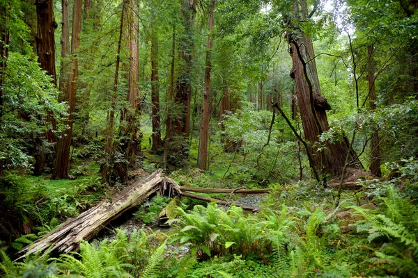 Muir forest near San Francisco — Stock Photo, Image