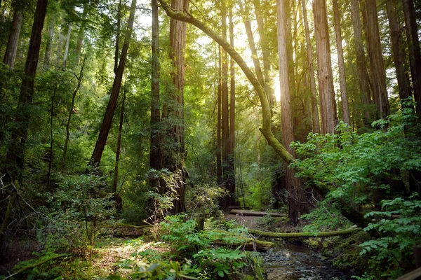 Muir forest near San Francisco — Stock fotografie