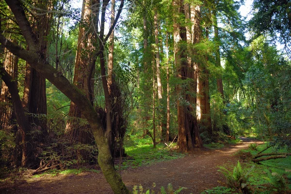 Muir forest near San Francisco — Stock Photo, Image