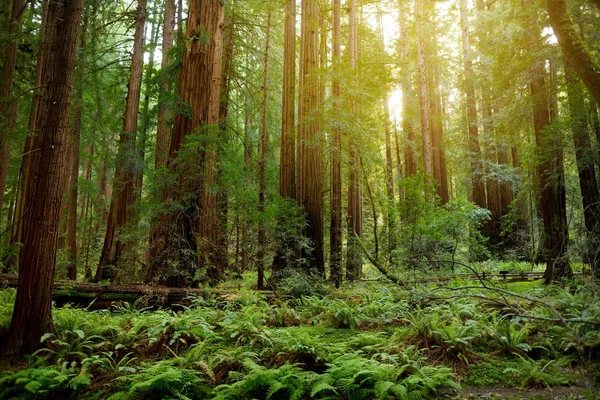 Muir lasu w pobliżu San Francisco — Zdjęcie stockowe