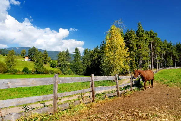 Brown horse grazing on beautiful pastures in Italian Alps — Stock Photo, Image