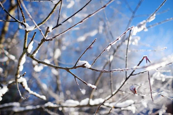 Zweige mit Frost bedeckt — Stockfoto