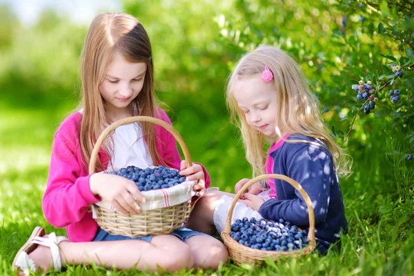 Сестры собирают свежие ягоды — стоковое фото