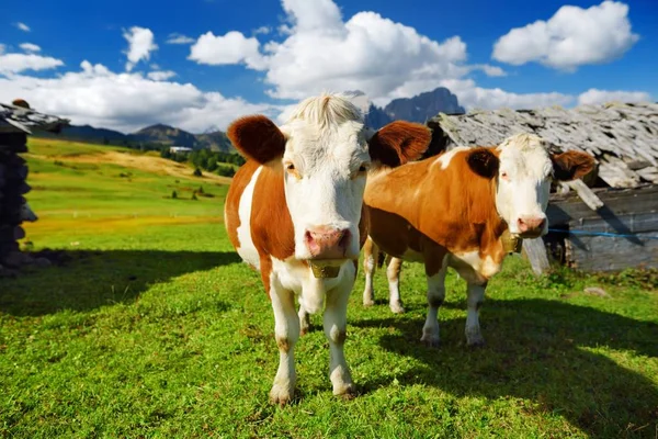 Mucche in Alpe di Siusi — Foto Stock