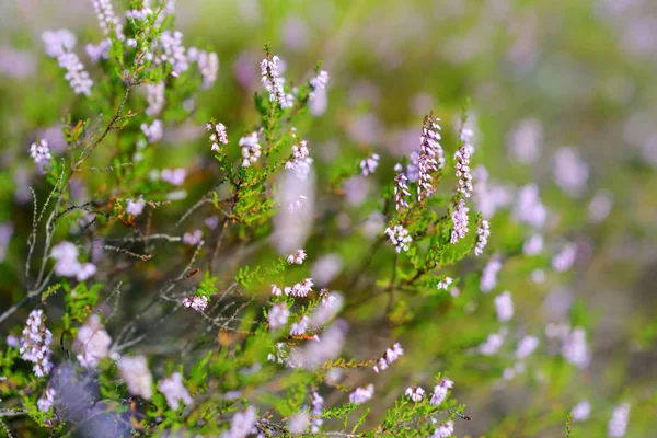 ヒースの開花植物の詳細 — ストック写真