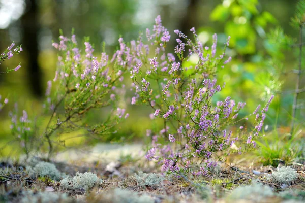 Detail van een bloeiende heide plant — Stockfoto