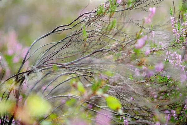 Dettaglio di una pianta erica fiorita — Foto Stock