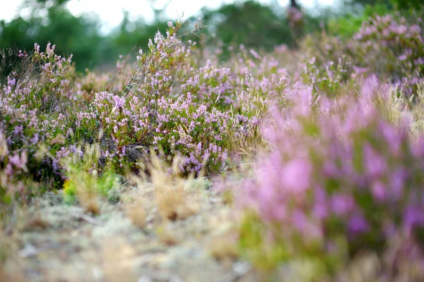Detalhe de uma planta de urze florescente — Fotografia de Stock