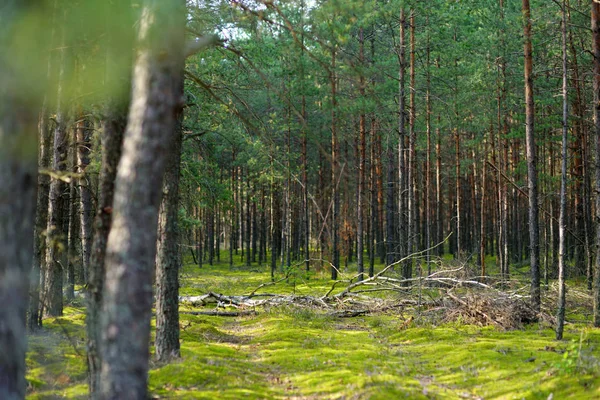 Смешанный сосновый и лиственный лес — стоковое фото