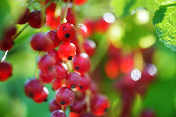 Rote Johannisbeeren reifen am Zweig — Stockfoto