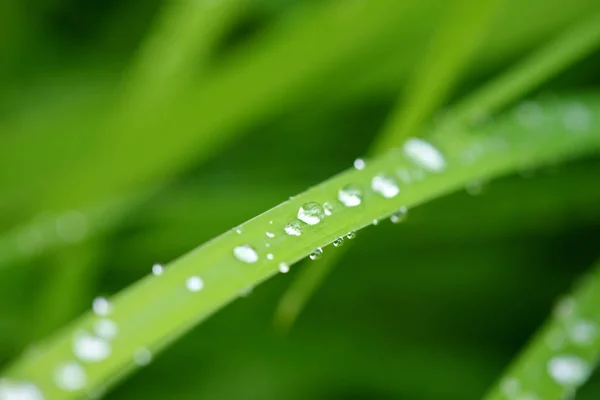 Hierba verde fresca con gotas de agua —  Fotos de Stock