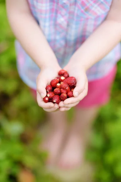 Hände, die frische Walderdbeeren halten — Stockfoto