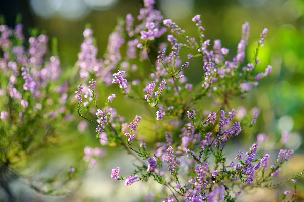 Detail van een bloeiende heide plant — Stockfoto