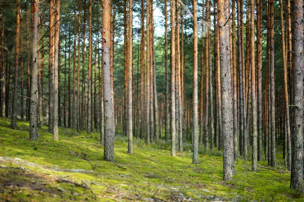 Forêt mixte de pins et de feuillus — Photo