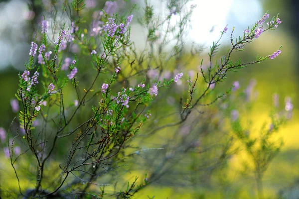 Szczegóły roślin kwiatowych wrzosu — Zdjęcie stockowe