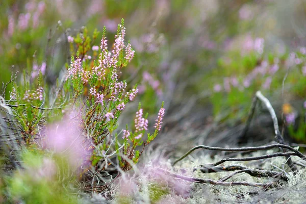 Деталь цветущего верескового растения — стоковое фото