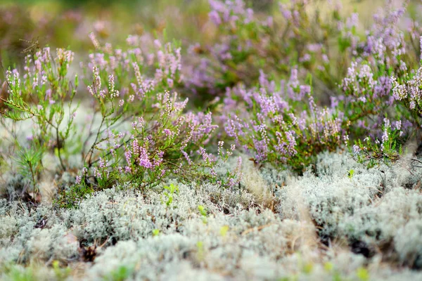 Detalhe de uma planta de urze florescente — Fotografia de Stock