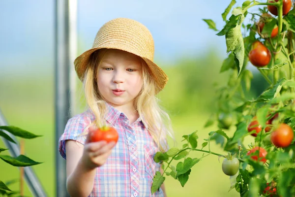 Menina pegar frescos tomates orgânicos maduros — Fotografia de Stock